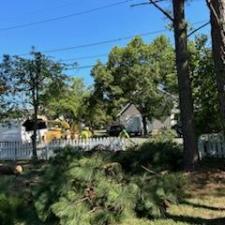 Pine-Tree-Removals-in-Oxford-MD 2